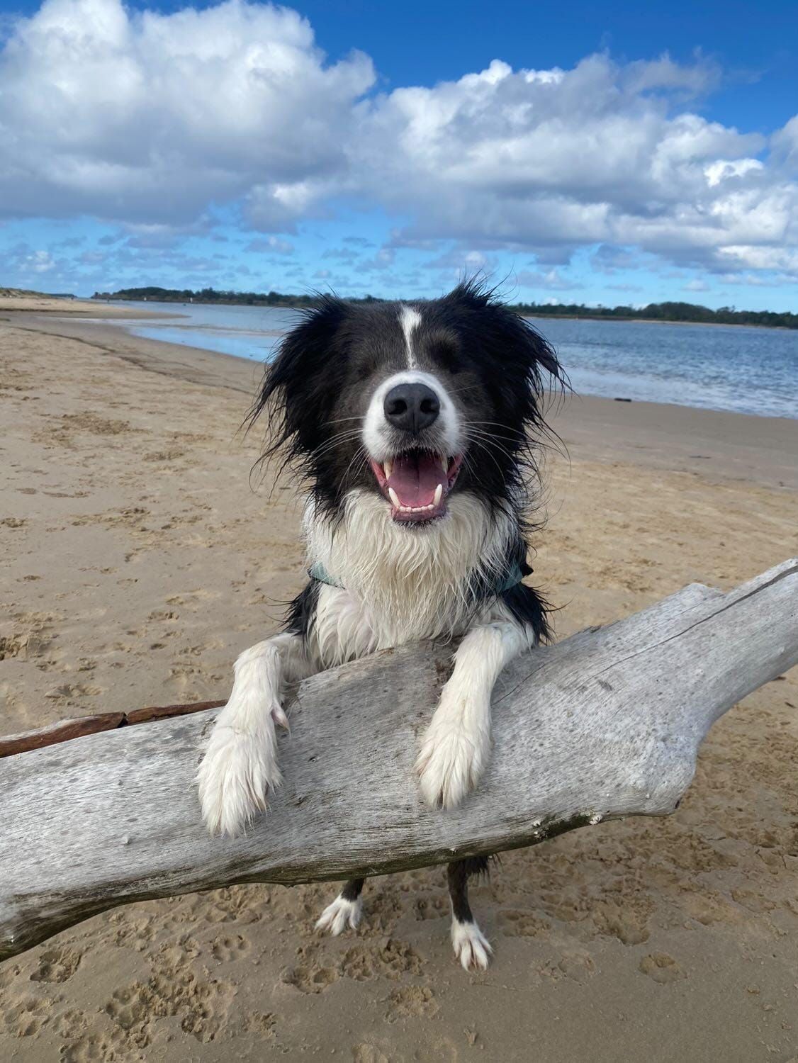 Border Collie On Beach With Driftwood — Animalia Health Group Pty Ltd in Alstonville, NSW