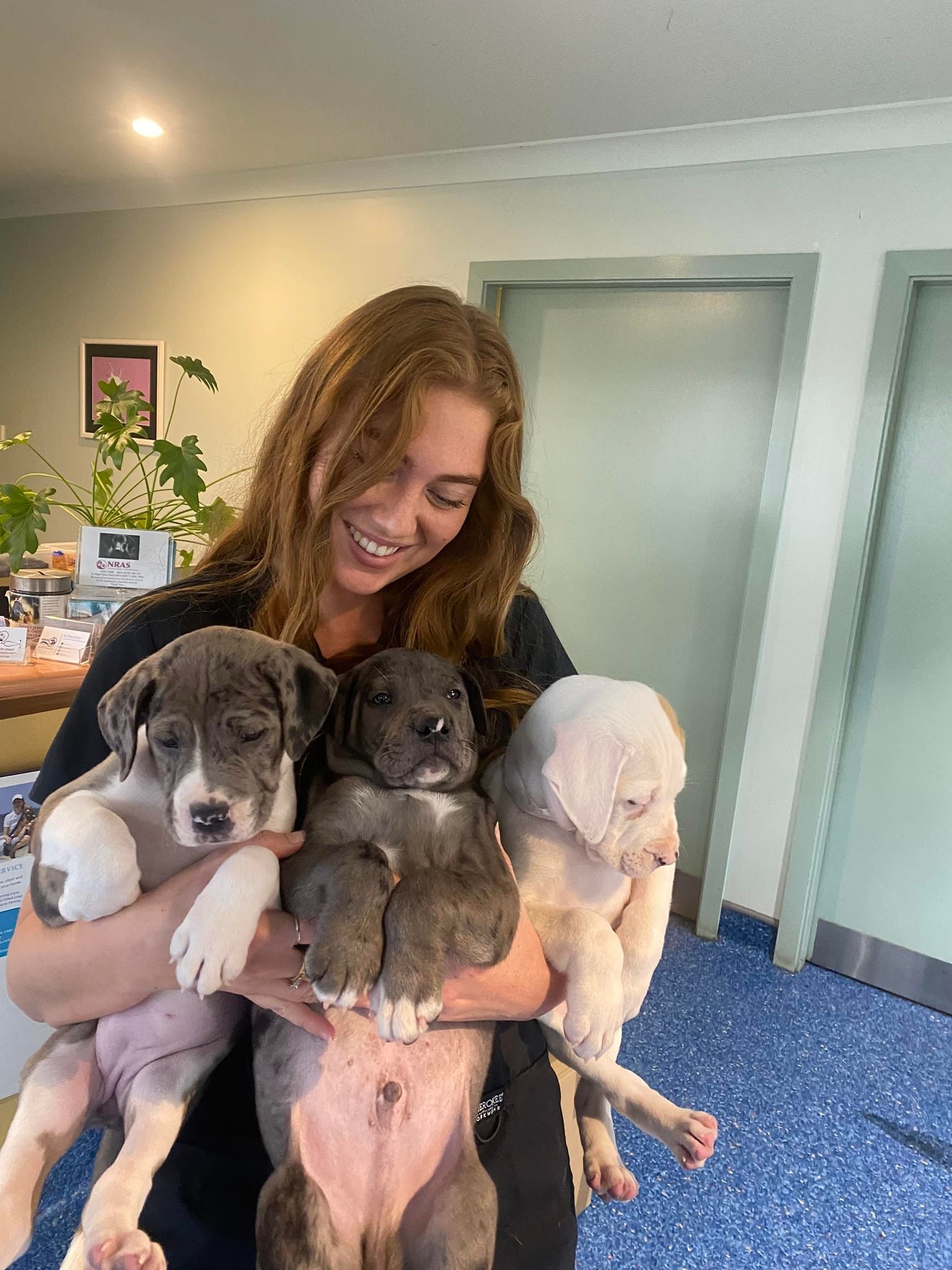 Woman Holding Three Great Dane Puppies — Animalia Health Group Pty Ltd in Broken Head, NSW