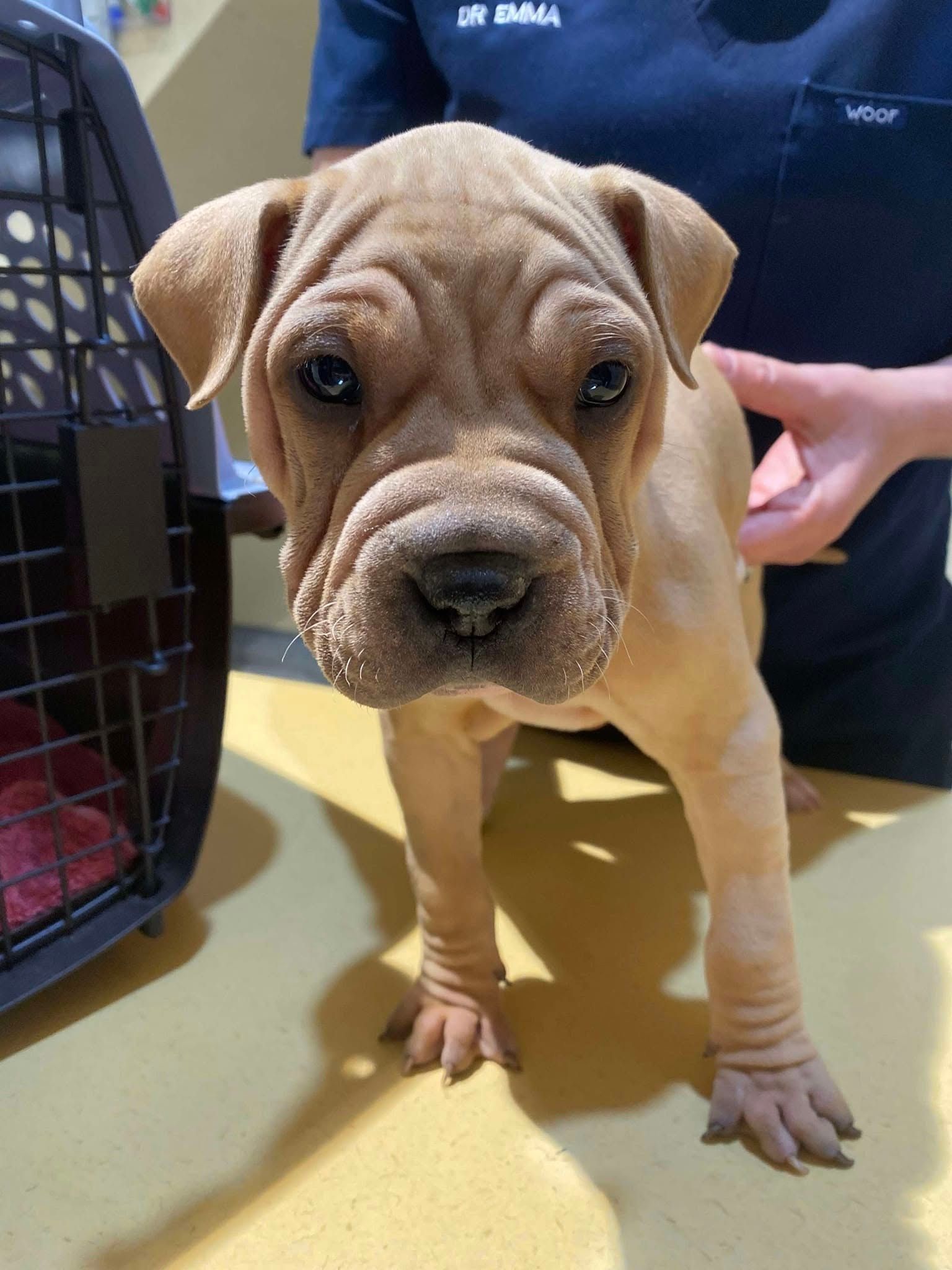 Wrinkly Tan Puppy On Table Near Carrier With Person In Blue Scrubs — Animalia Health Group Pty Ltd in Wardell, NSW