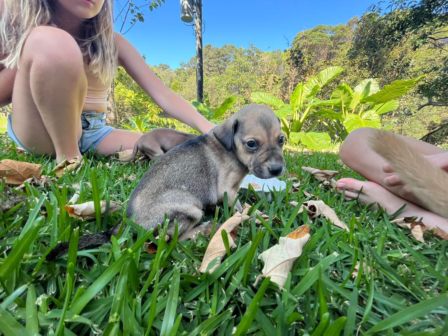 Puppy In Grass With Gray And Brown Fur Petted By Two Children — Animalia Health Group Pty Ltd in Skennars Head, NSW