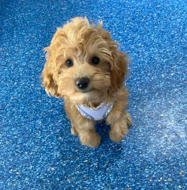 Fluffy Brown Puppy In Blue Harness On Speckled Floor — Animalia Health Group Pty Ltd in Lennox Head, NSW