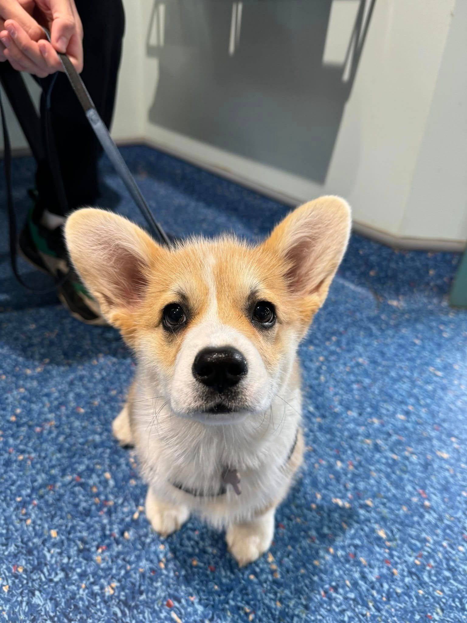 Corgi Puppy Sitting On Blue Floor Looking Up — Animalia Health Group Pty Ltd in Broadwater, NSW