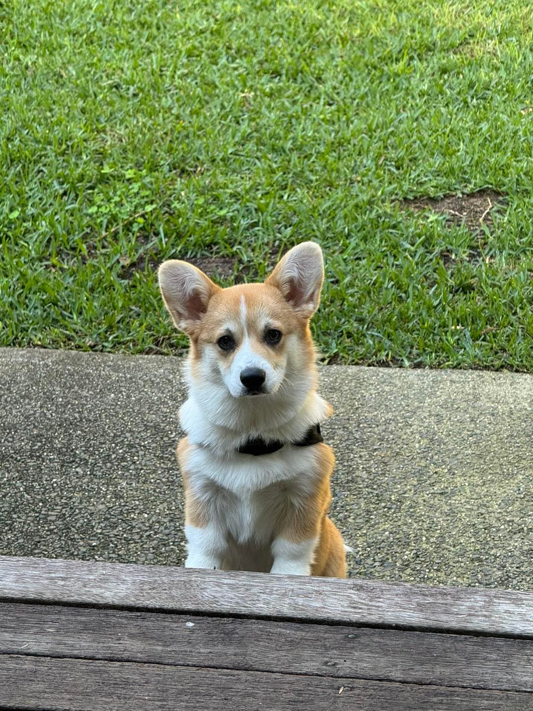 Corgi Dog With Brown And White Fur Outdoors — Animalia Health Group Pty Ltd in Suffolk Park, NSW