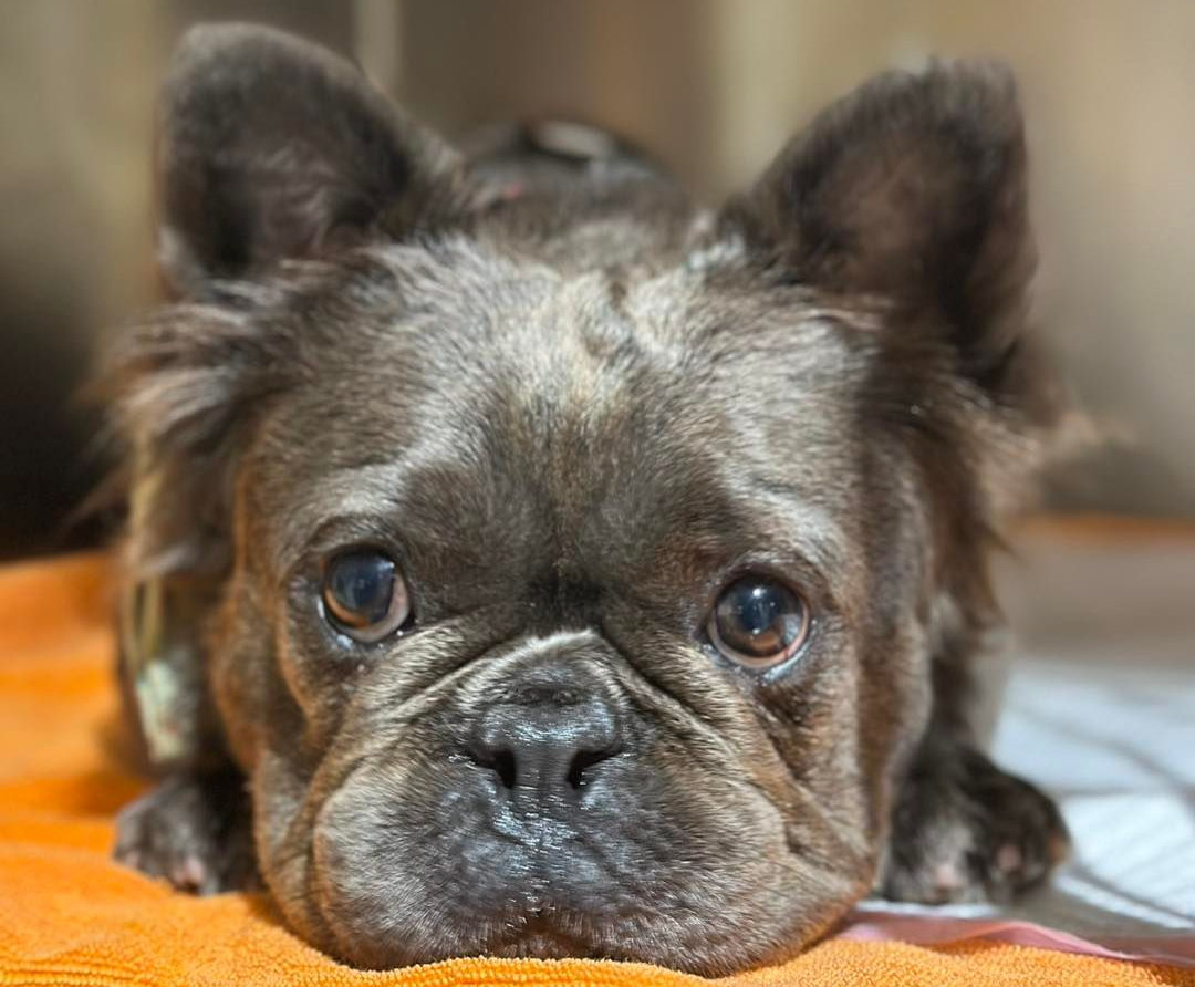 French Bulldog Lying On Orange Towel — Animalia Health Group Pty Ltd in Byron Bay, NSW