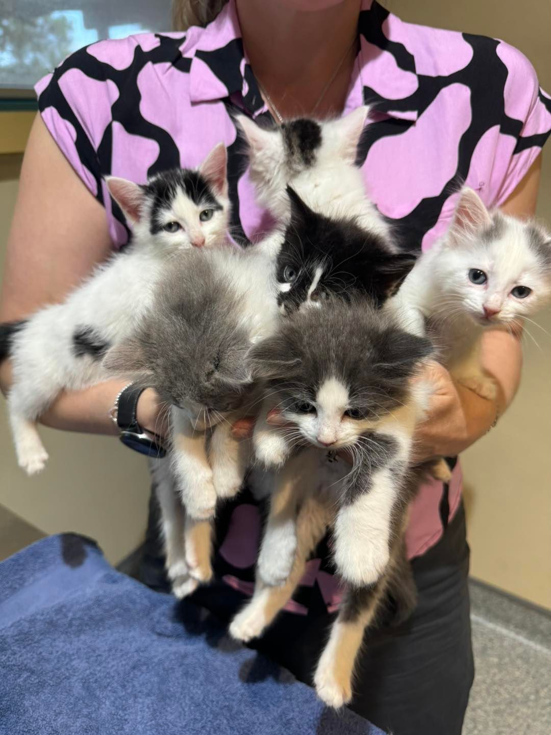 Woman Holding Six Kittens Indoors — Animalia Health Group Pty Ltd in Broadwater, NSW