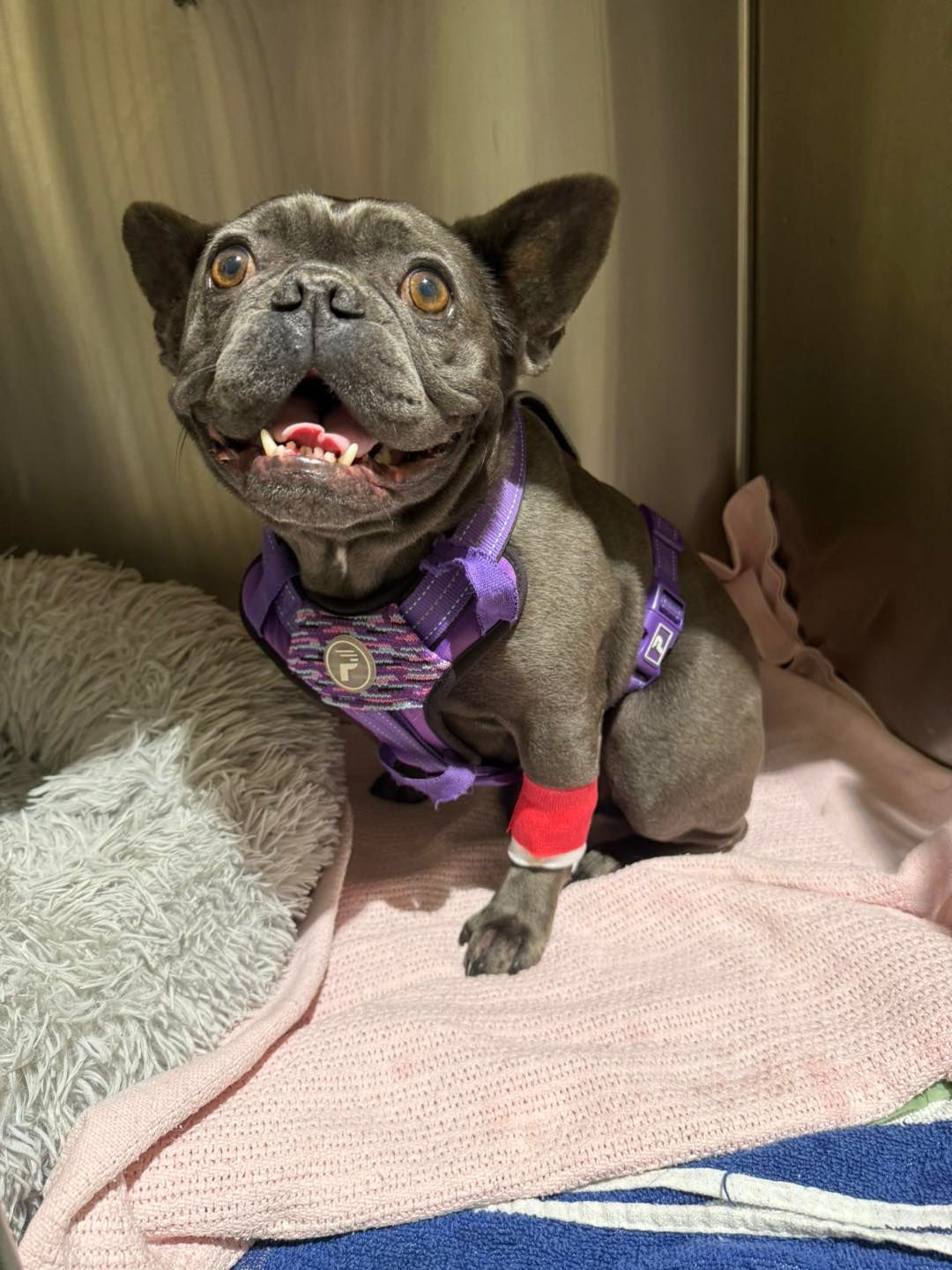 French Bulldog With Purple Harness And Bandage On Leg Sitting On Pink Blanket — Animalia Health Group Pty Ltd in Broadwater, NSW