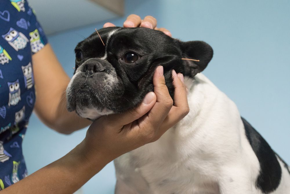 A Black and White Dog with Acupuncture Needles — Ballina Veterinary Hospital In Ballina, NSW