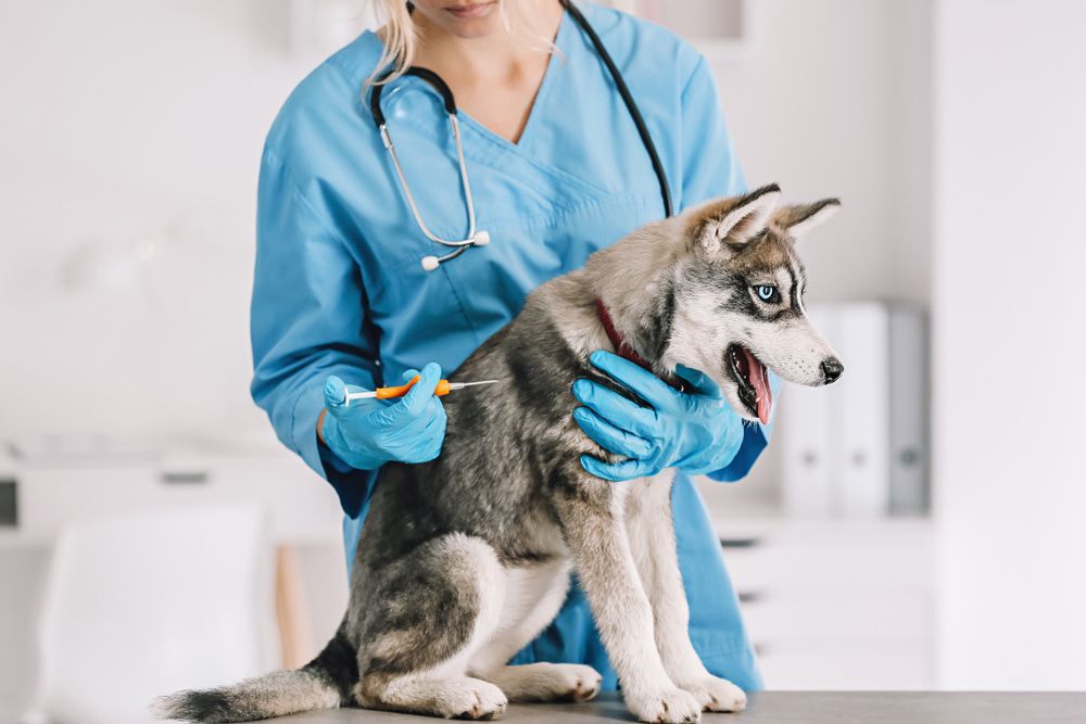 A Veterinarian Is Giving A Dog An Injection — Ballina Veterinary Hospital In Ballina, NSW