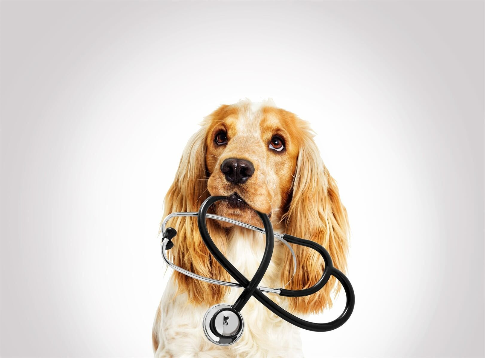 A Cocker Spaniel Is Holding A Stethoscope In Its Mouth — Ballina Veterinary Hospital In Ballina, NSW