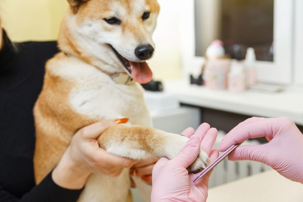 A Woman Is Cutting A Dog 's Nails In A Salon — Ballina Veterinary Hospital In Ballina, NSW