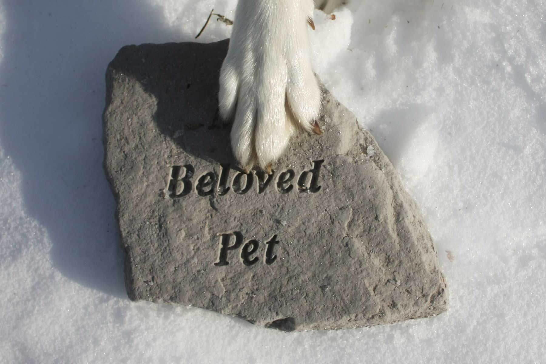 A Dog 's Paw Rests On A Stone That Says Beloved Pet — Ballina Veterinary Hospital In Ballina, NSW