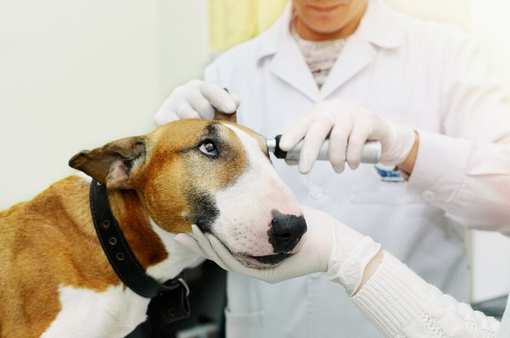 A Brown And White Dog Is Being Examined By A Veterinarian — Ballina Veterinary Hospital In Ballina, NSW