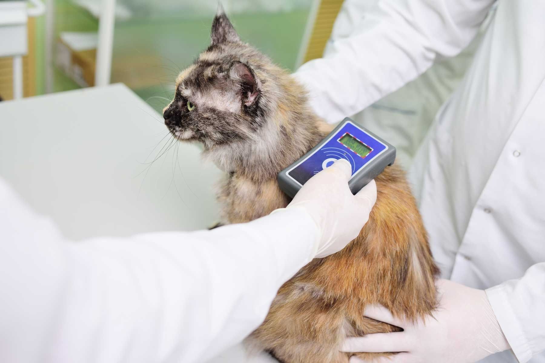 A Cat Is Being Scanned By A Veterinarian With A Device — Ballina Veterinary Hospital In Ballina, NSW