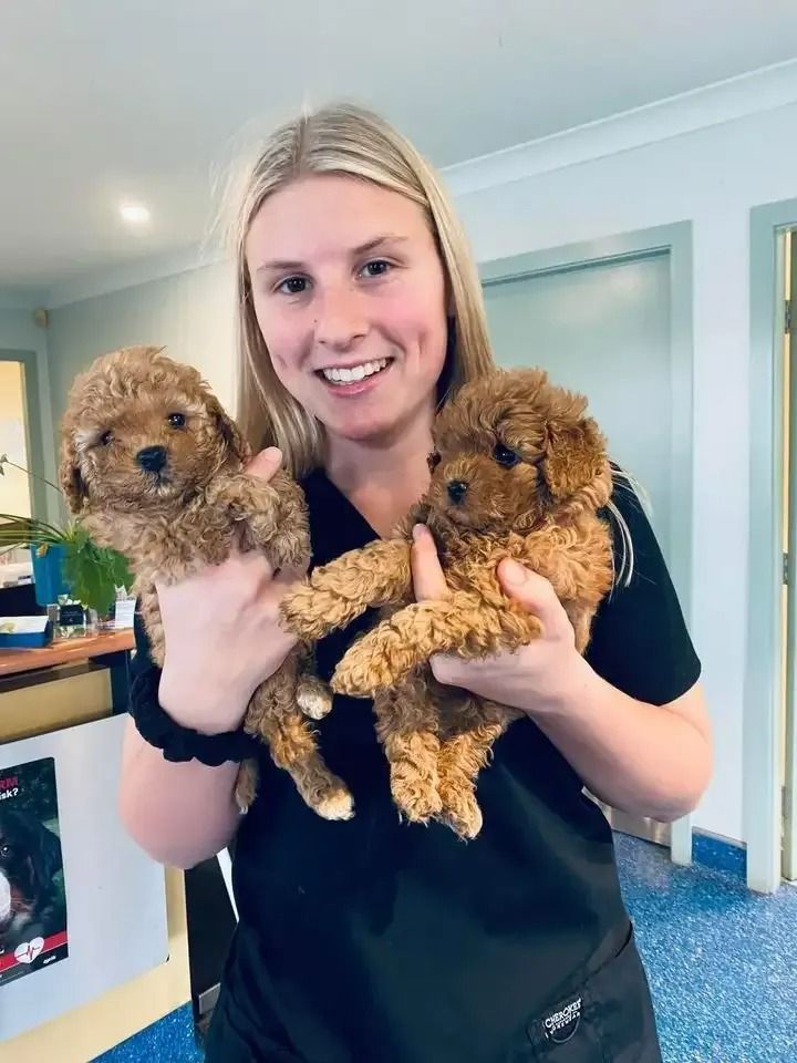 A Woman Is Holding Two Small Brown Puppies In Her Hands — Ballina Veterinary Hospital In Ballina, NSW