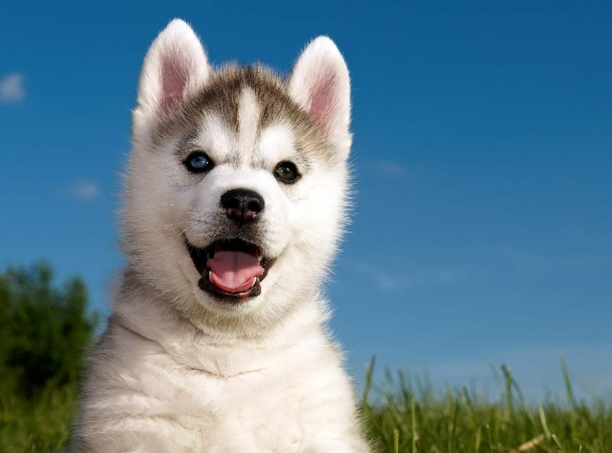 A Husky Puppy Is Sitting In The Grass And Smiling At The Camera — Ballina Veterinary Hospital In Ballina, NSW