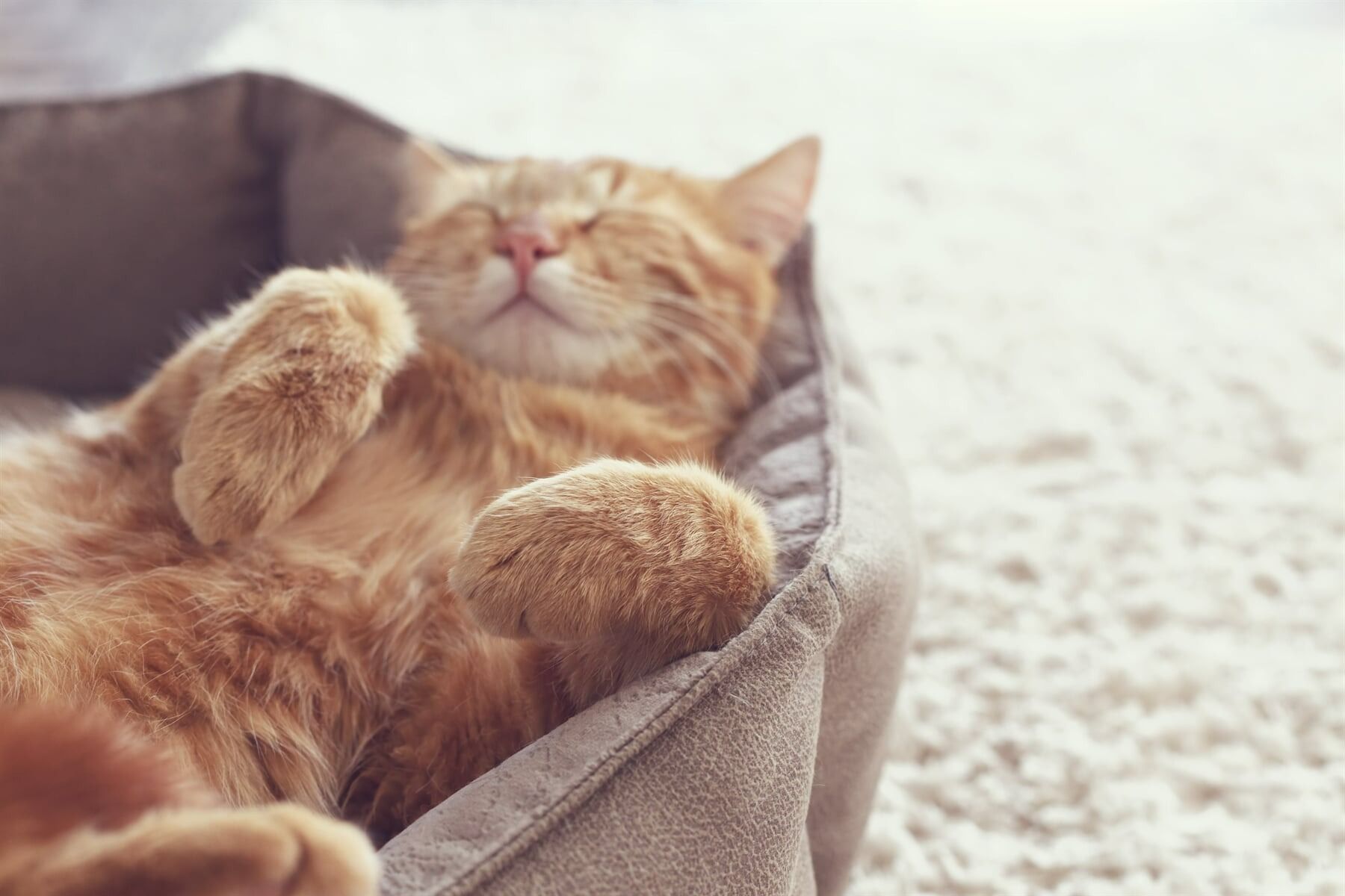 A Cat Is Sleeping In A Dog Bed On Its Back — Ballina Veterinary Hospital In Ballina, NSW