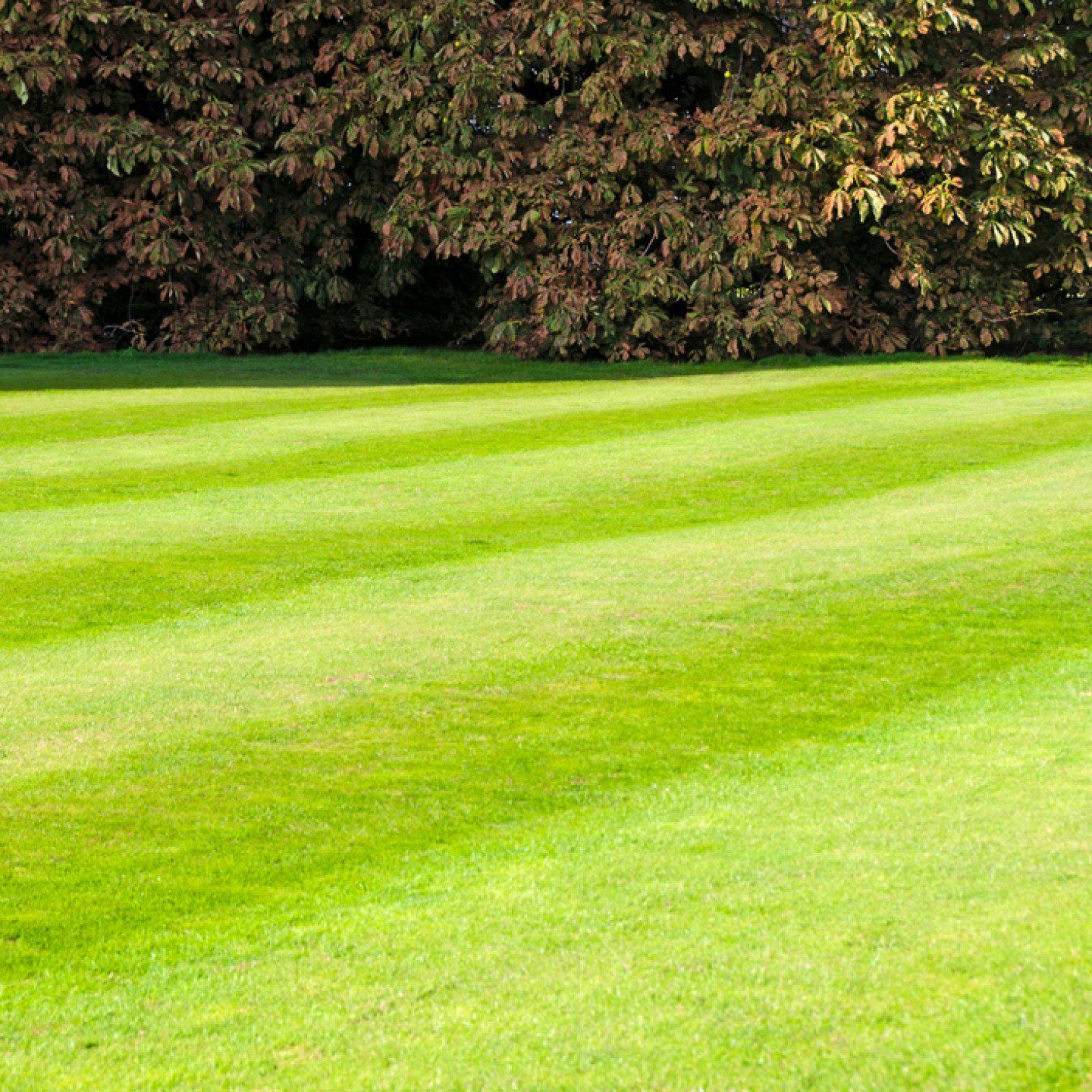 field