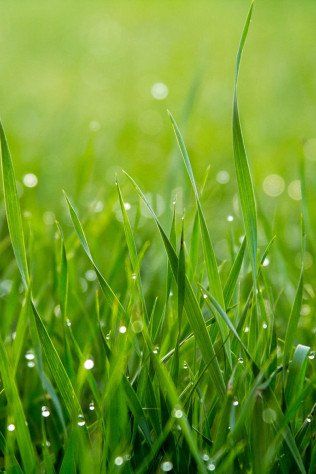 Lawn Maintenance