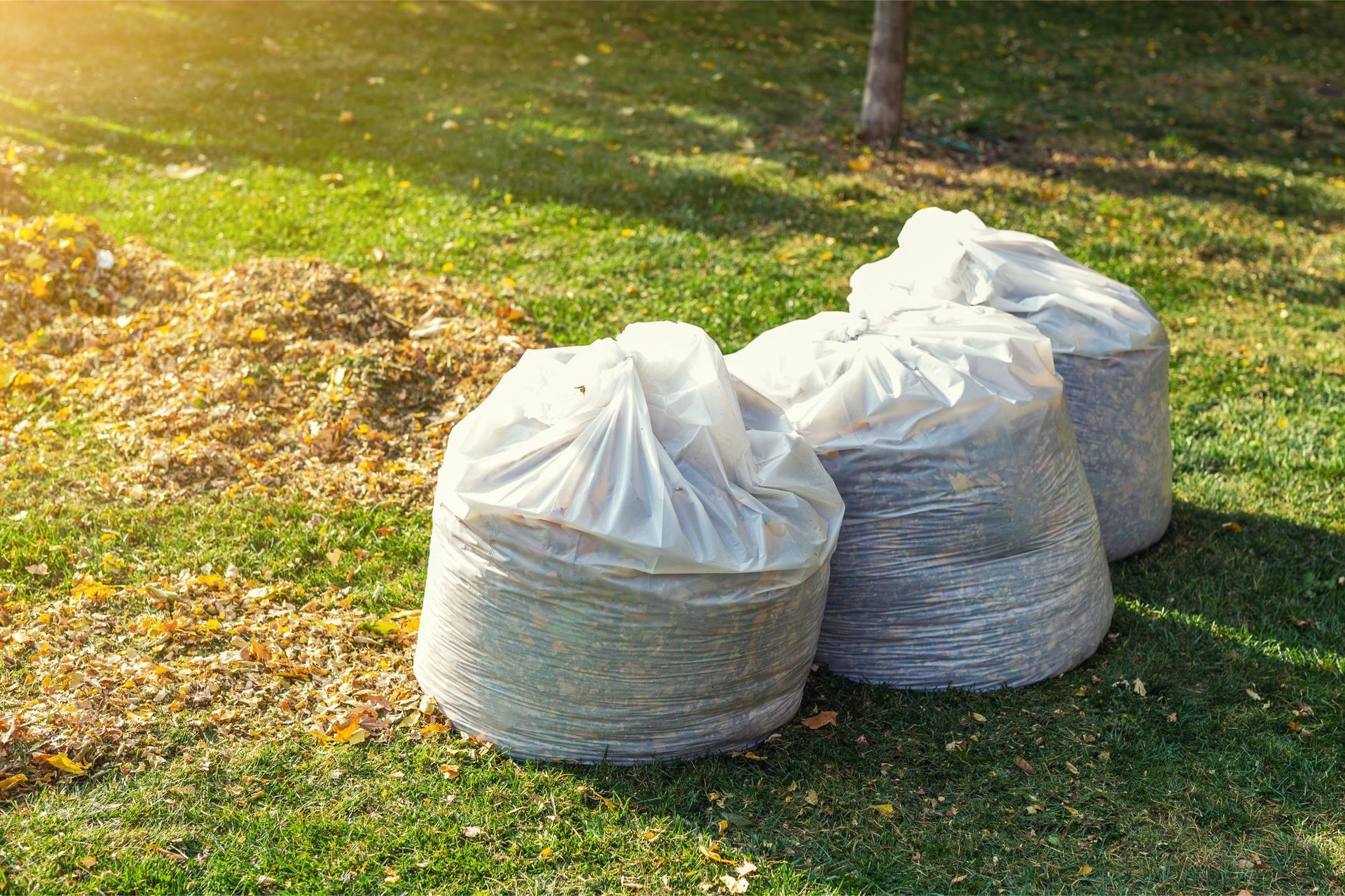 Three white garden waste bags on grass in a sunny yard
