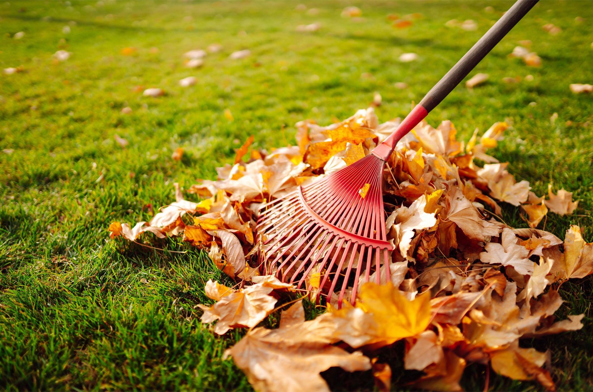 Rake gathering dry autumn leaves into a pile on green grass