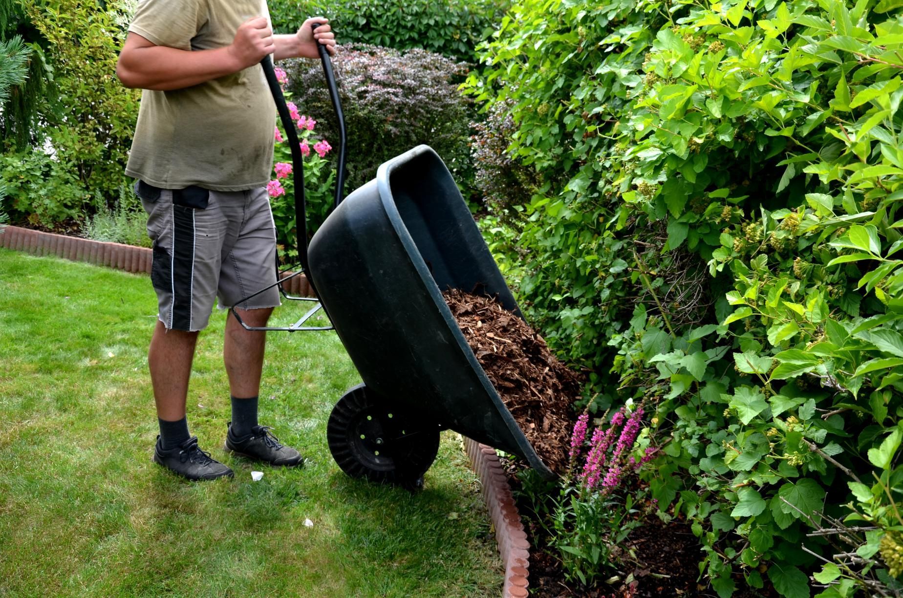 Person tipping soil from a wheelbarrow into a garden bed beside a hedge