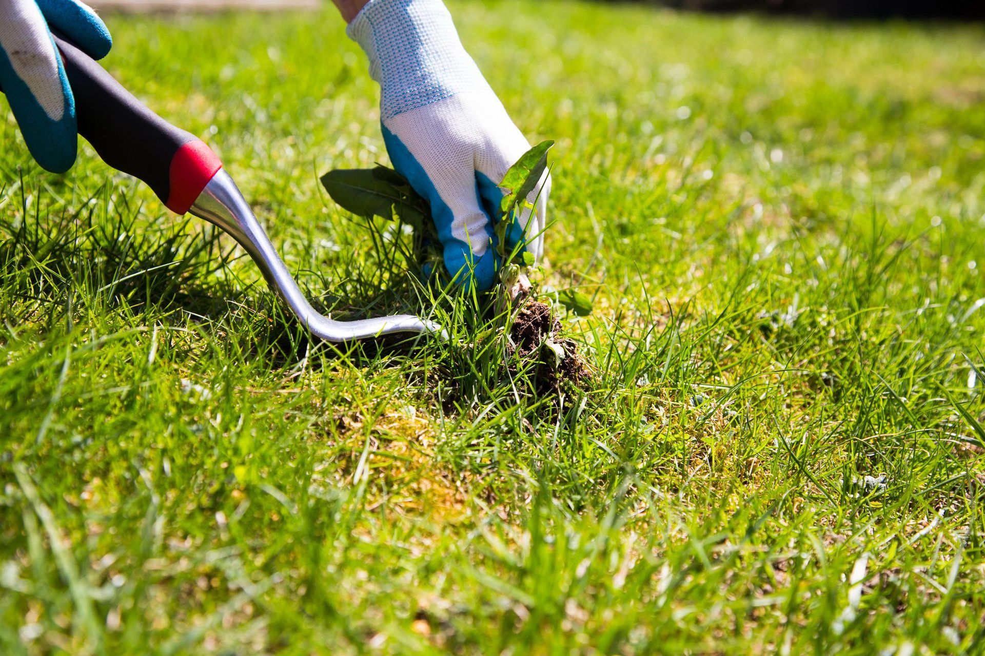 Gardening tools digging weeds from a grassy lawn