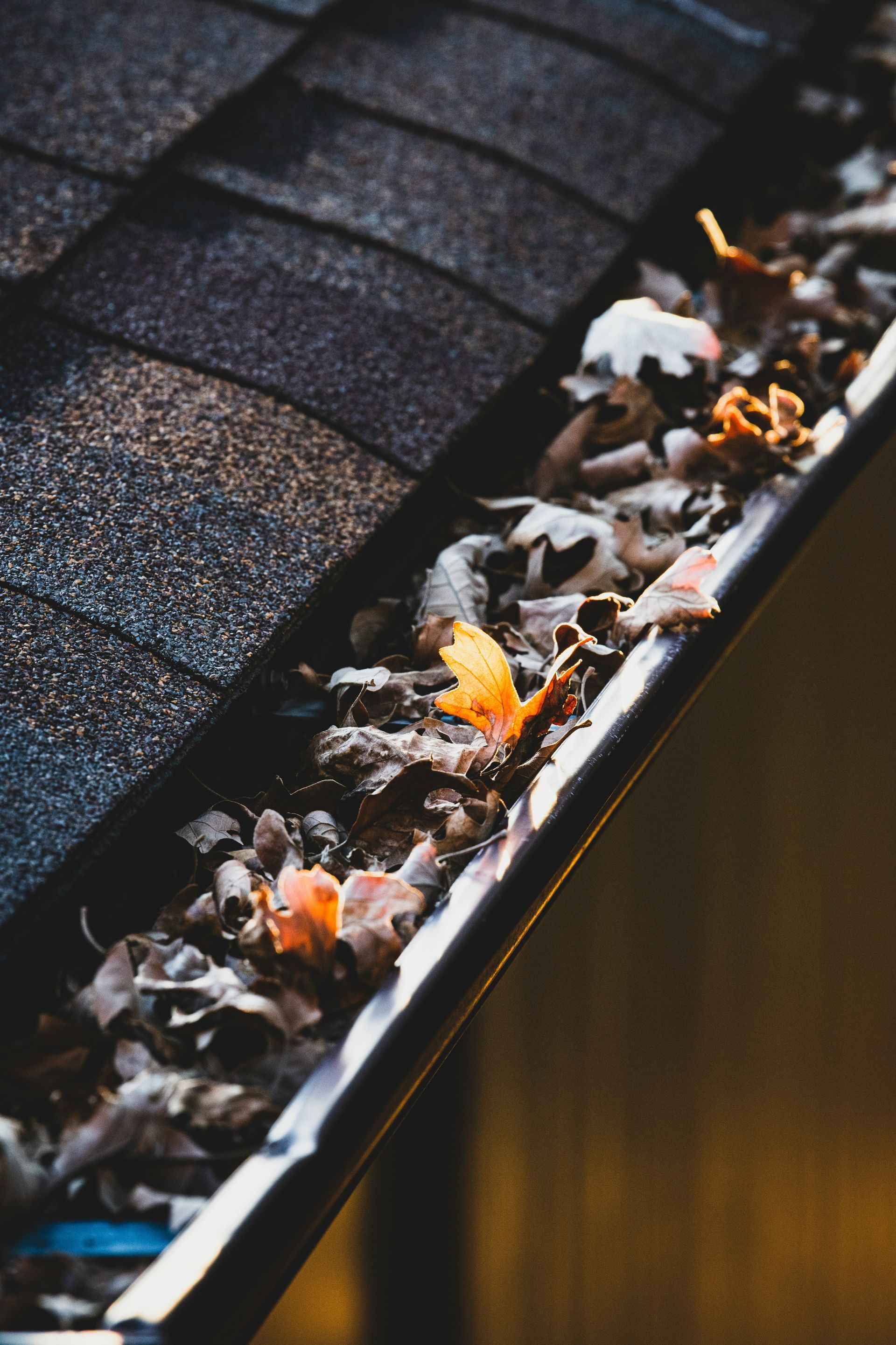 Rain gutter filled with leaves beneath a dark shingled roof edge