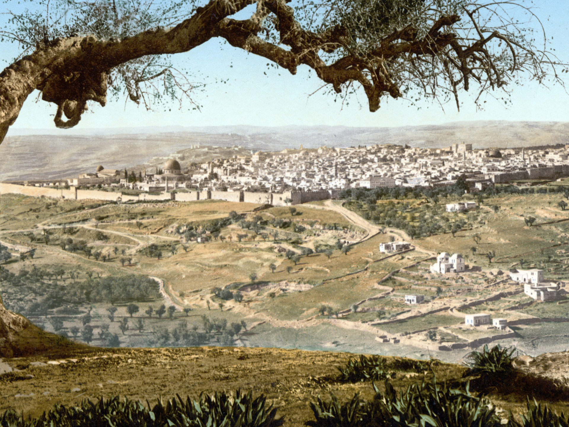 A view of a city from a hill with a tree in the foreground