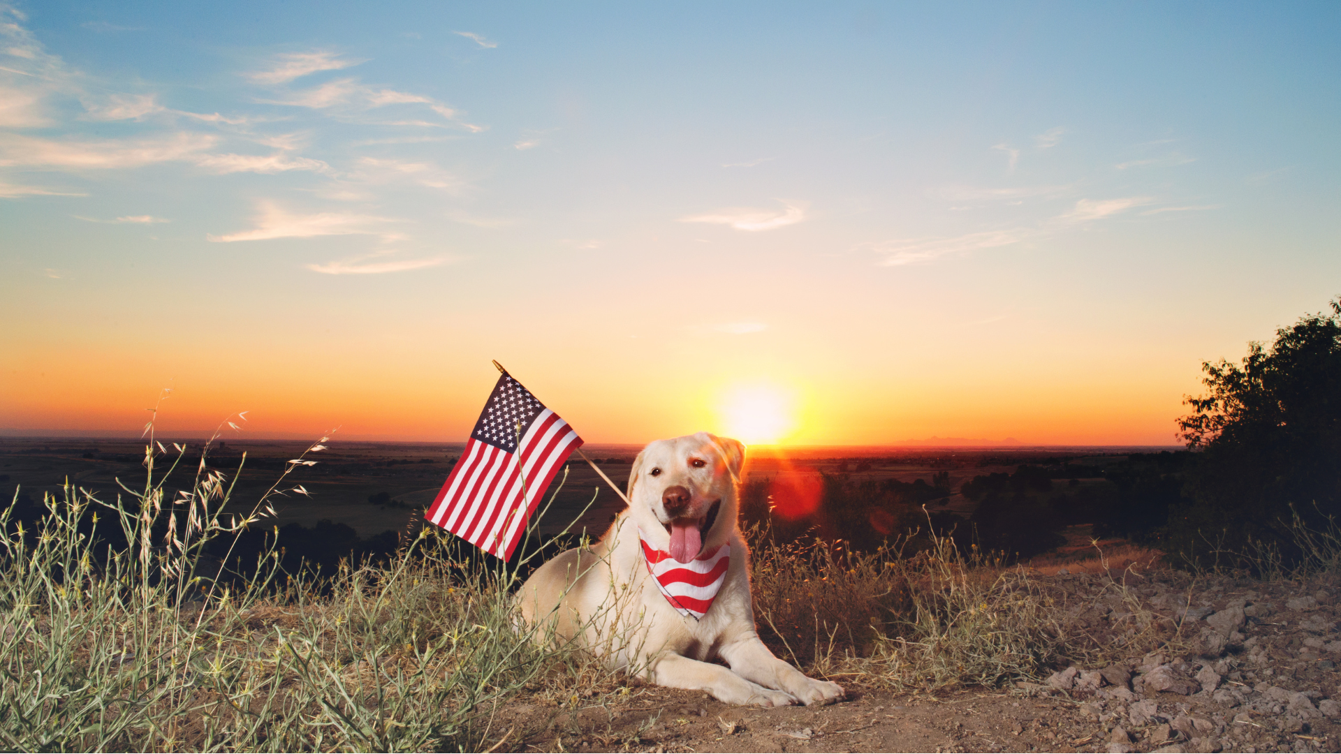 A dog is laying on a hill with an american flag in its mouth.