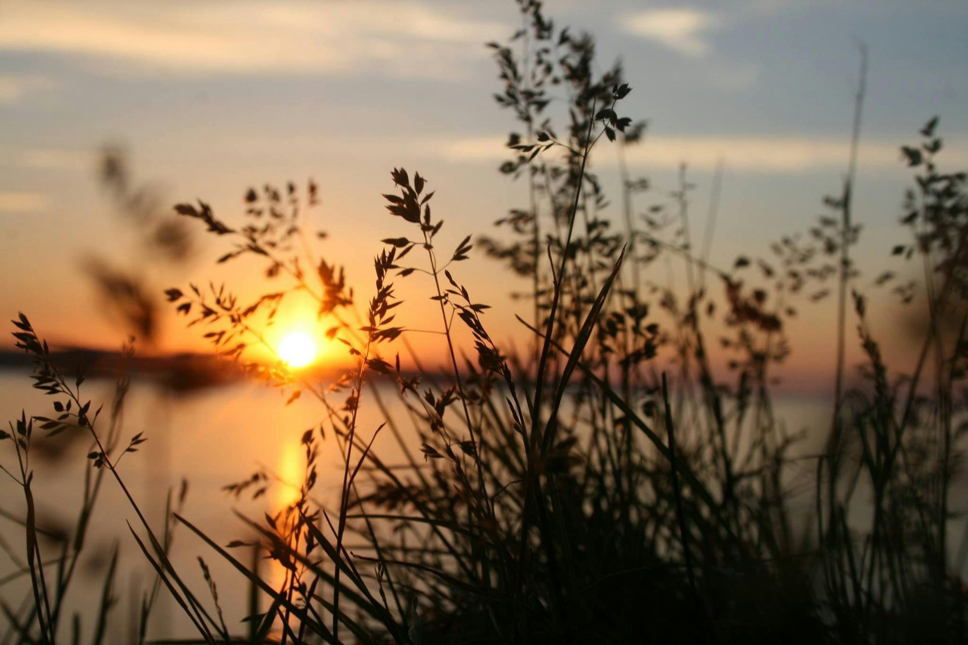 Sunset over water with silhouetted grasses in foreground.