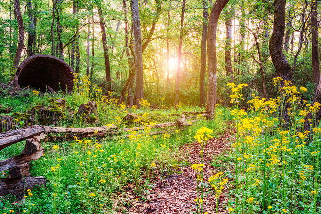 Sunlit forest path with yellow wildflowers, green trees, and a dark tunnel entrance on the left
