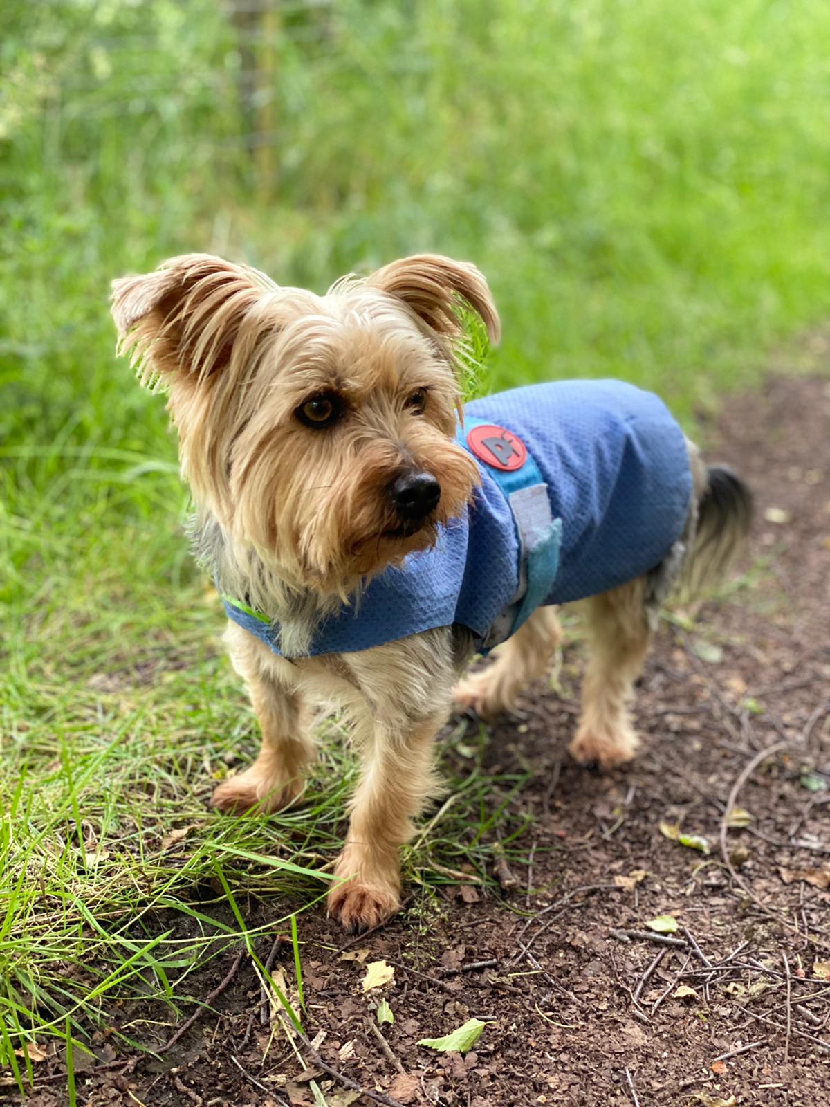 dog walker
