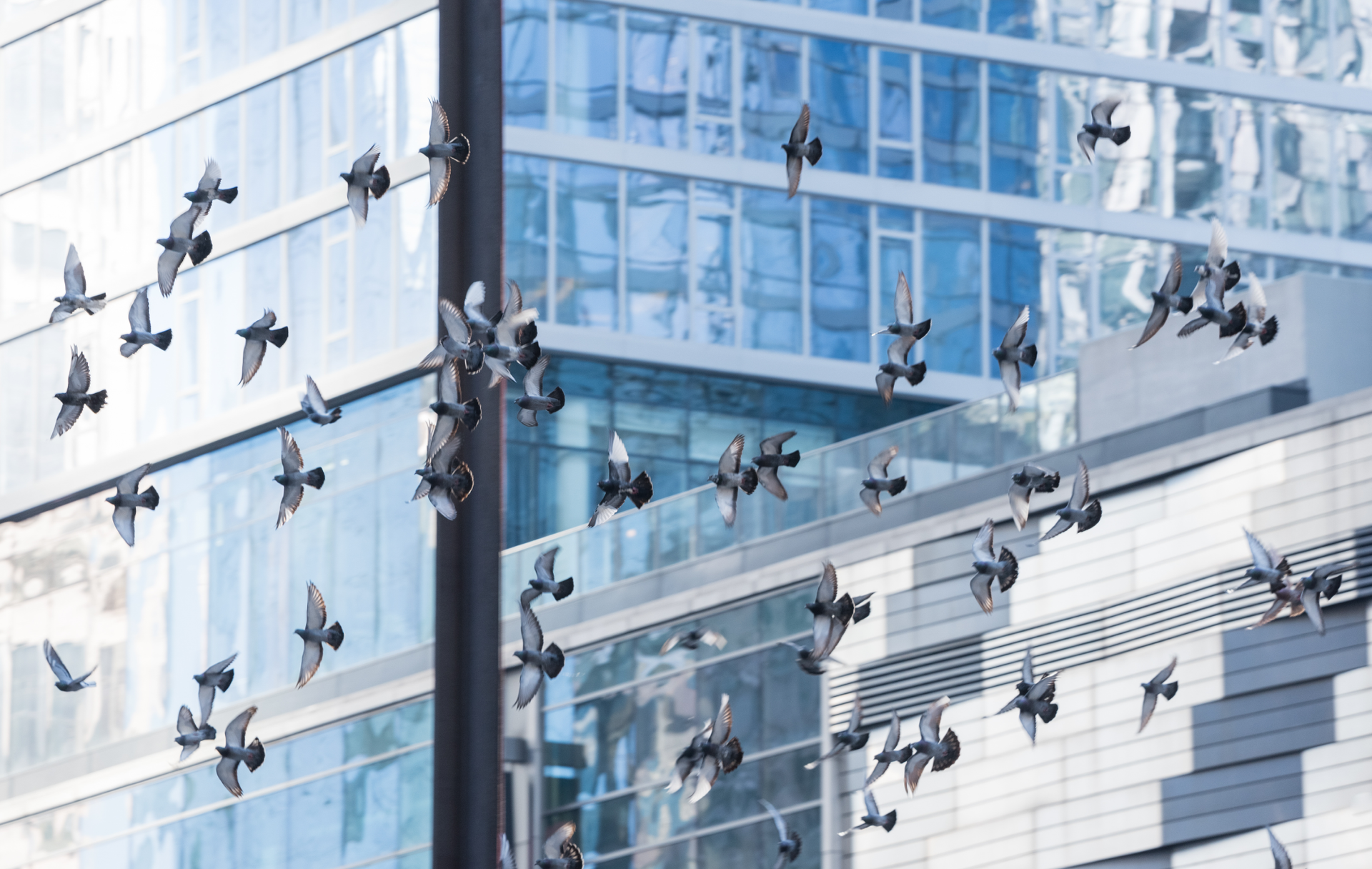Flock of pigeons perched on a glass-and-metal building facade in bright daylight