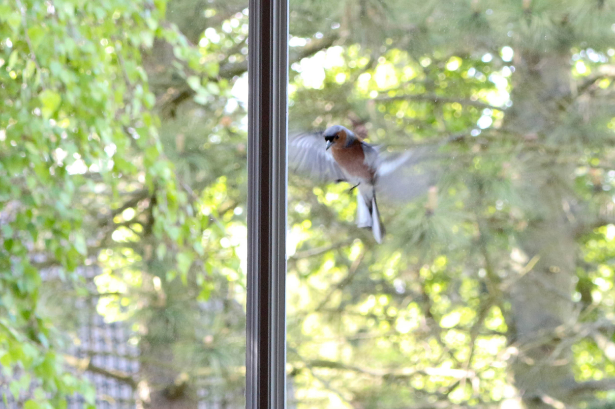 Small bird perched on a window screen beside a vertical frame, with blurred green trees behind it