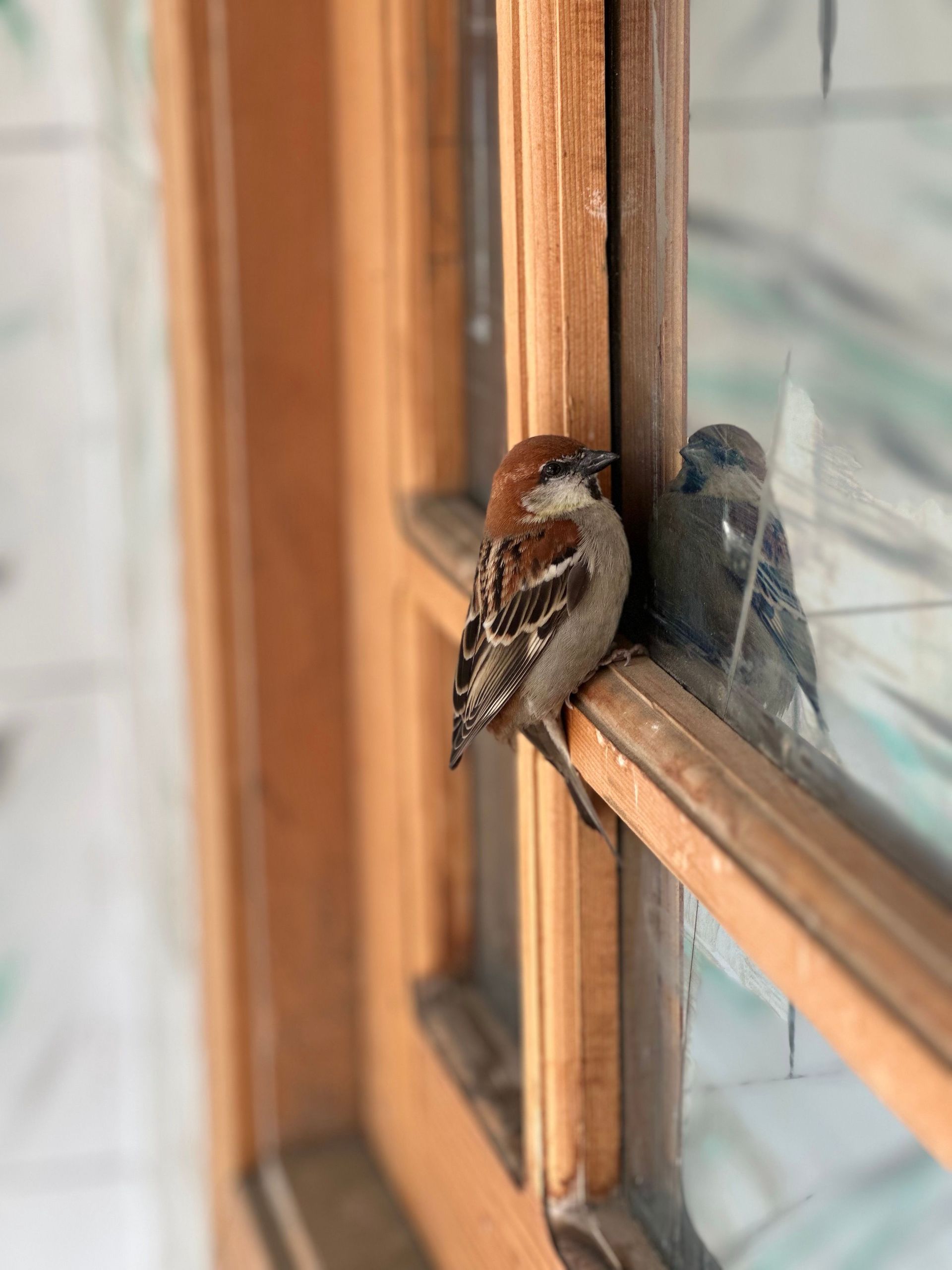 Two small birds perched on a wooden window frame, one reflected in the glass.