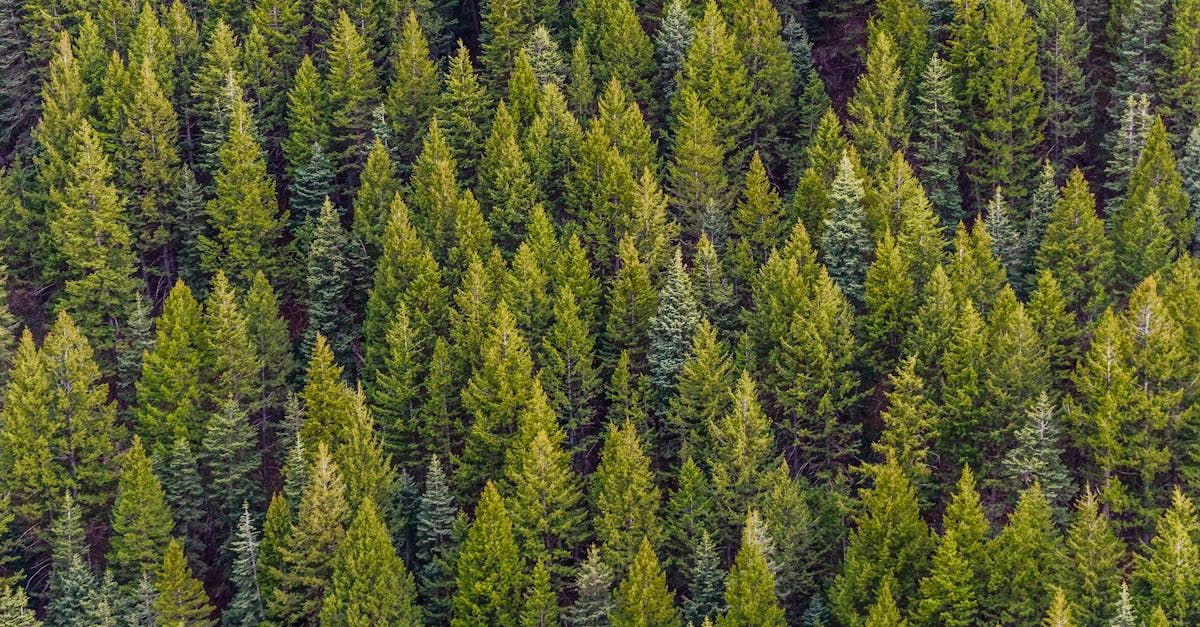 Une vue aérienne d'une forêt de pins verdoyante.