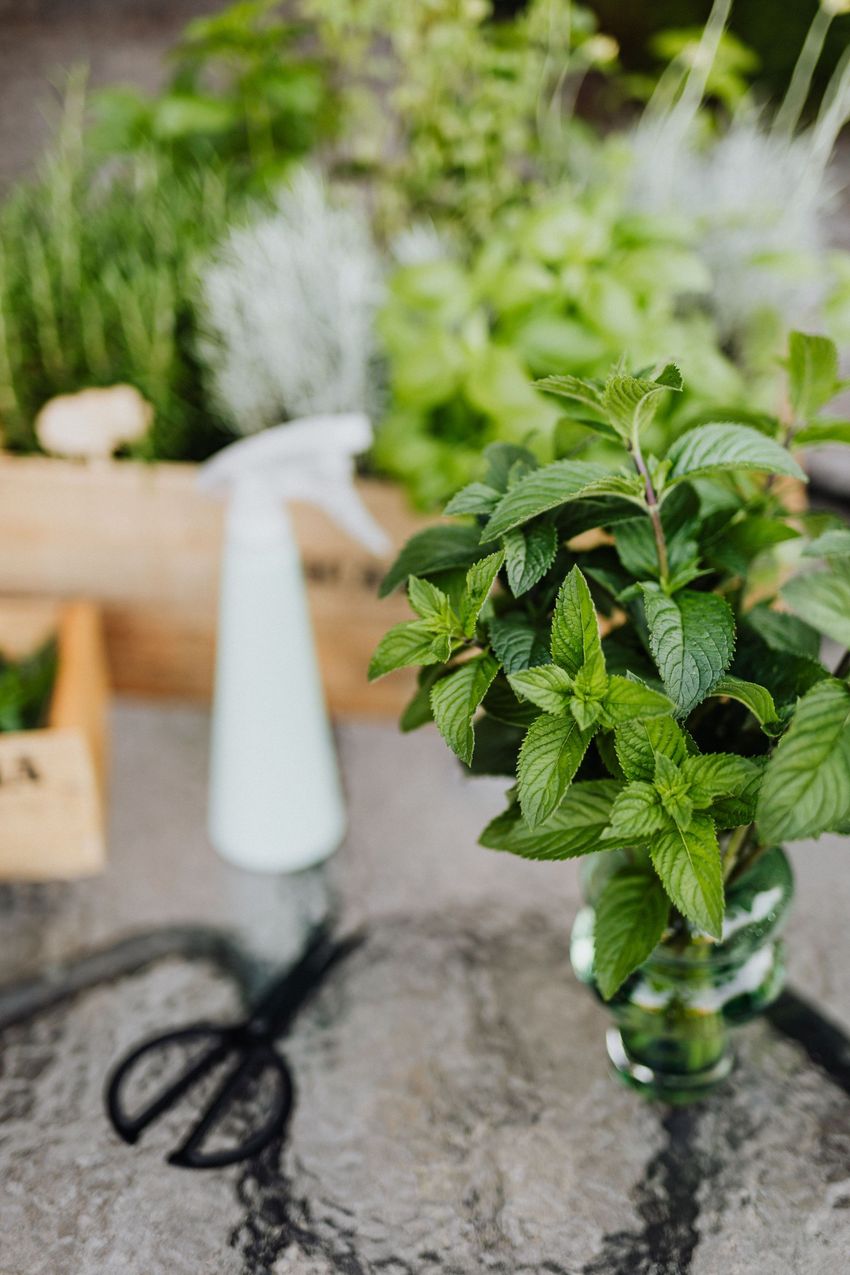 Green mint plant in a glass vase with scissors and a white spray bottle on a table