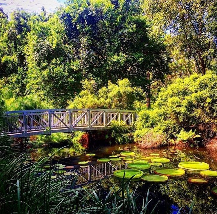 Wooden bridge over a lily-covered pond in a lush green garden