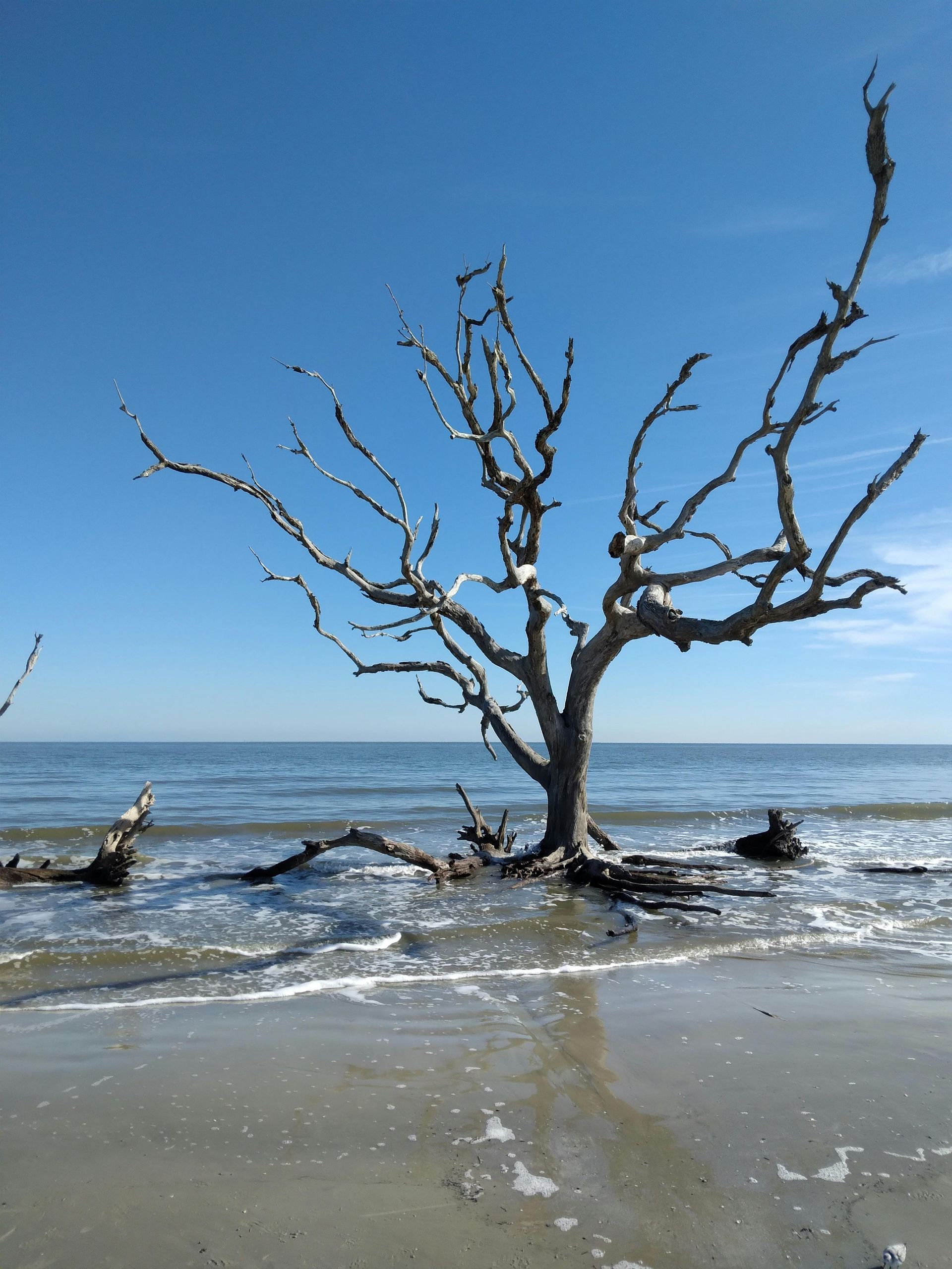 Bare tree in shallow ocean water under a clear blue sky, with waves on a sandy shore