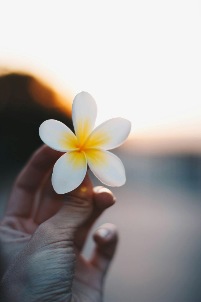 Hand holding a white plumeria flower with a yellow center against a blurred sunset background