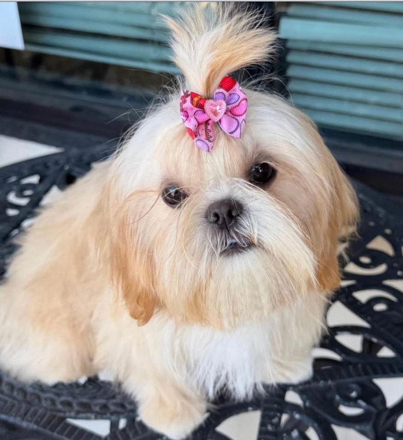 A shih tzu dog is laying in the grass with a toy in its mouth.