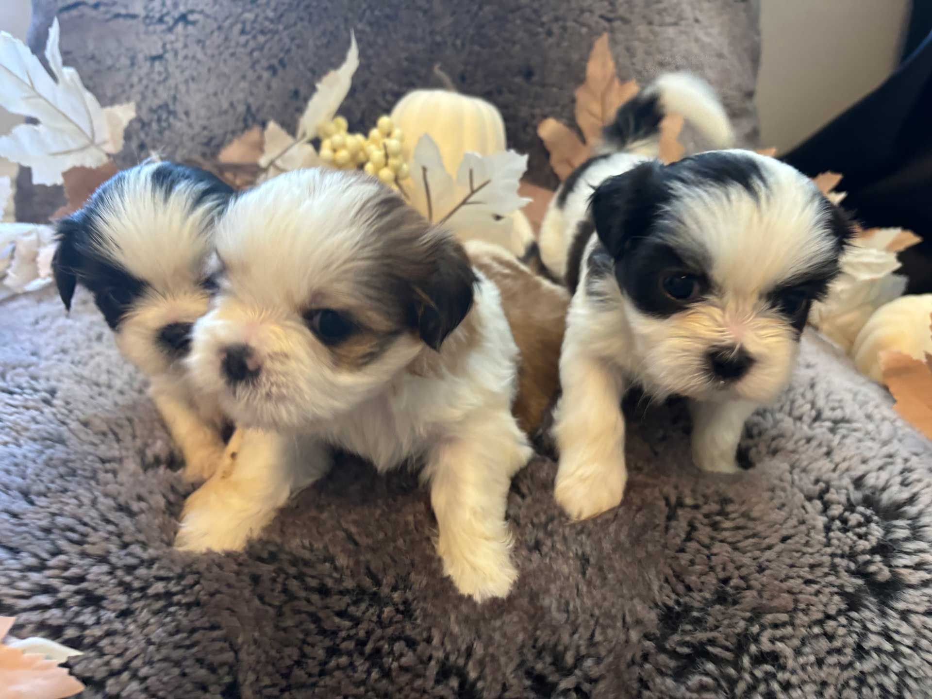 Three small puppies are sitting on a couch.