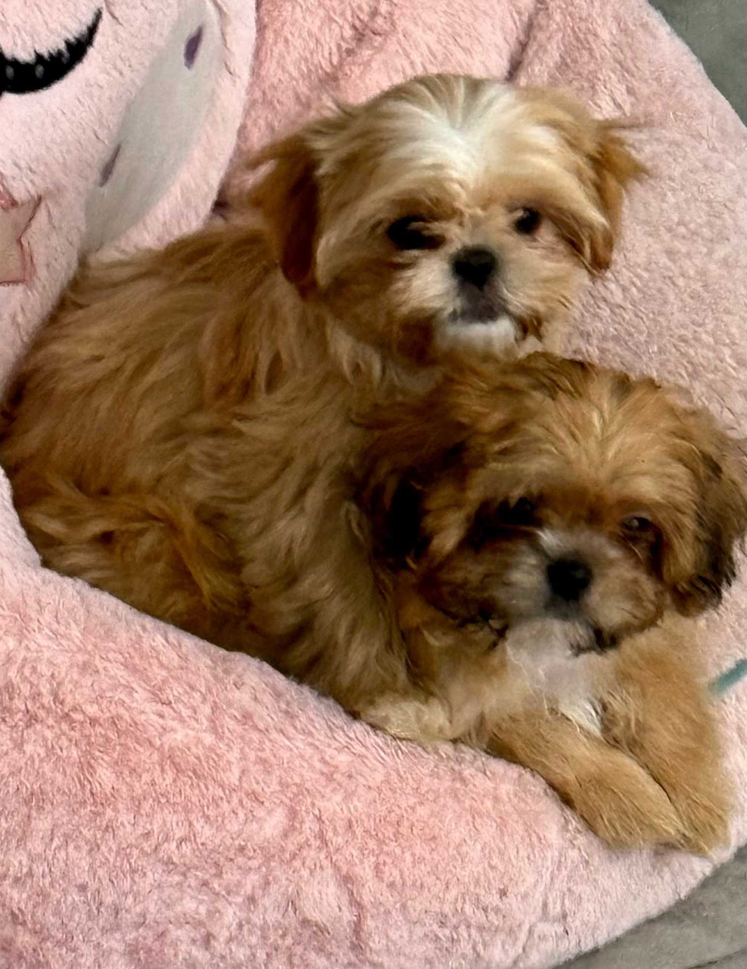 Two small brown dogs are laying on a pink pillow.