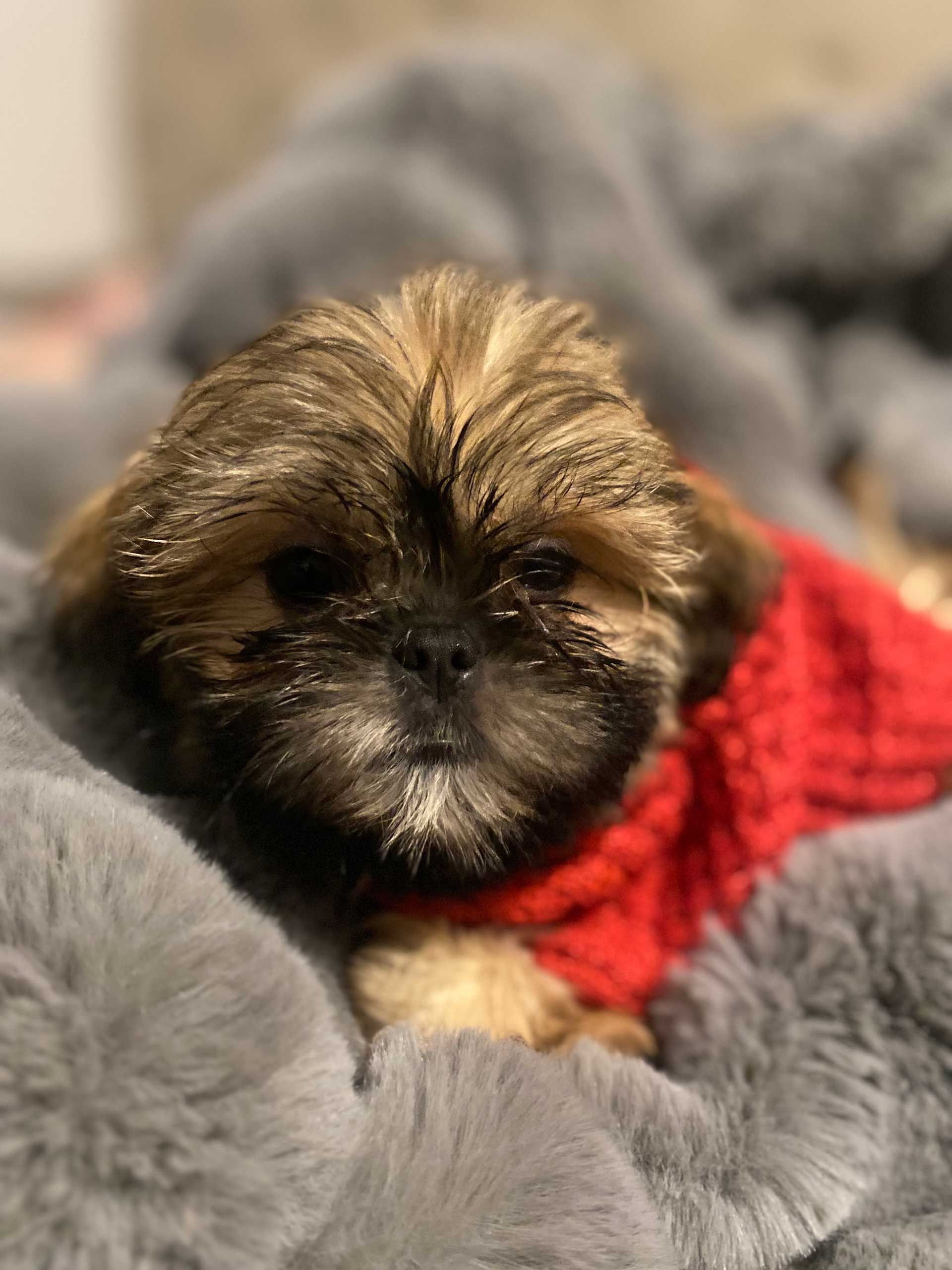 A small dog wearing a red scarf is laying on a blanket.
