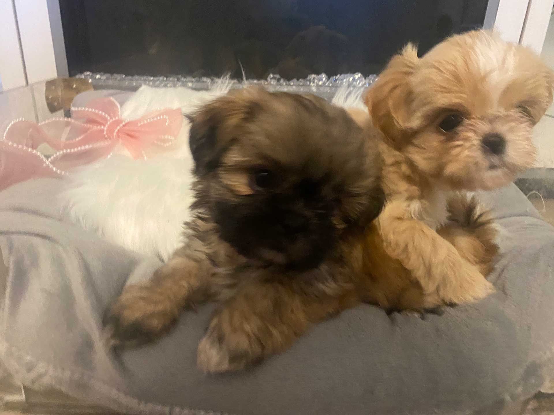 Two puppies are laying on a pillow in front of a fireplace.