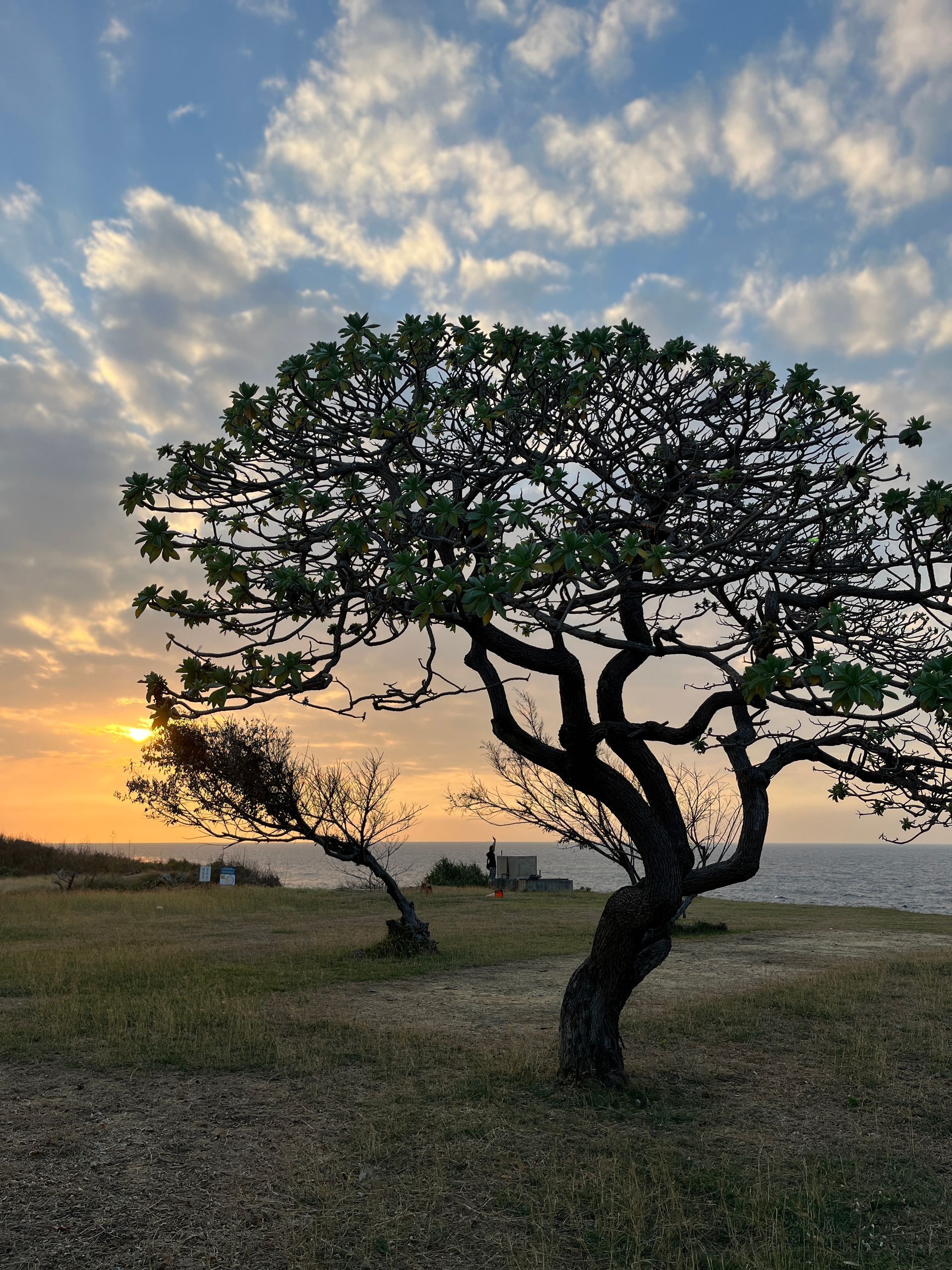 A tree in a field with a sunset in the background