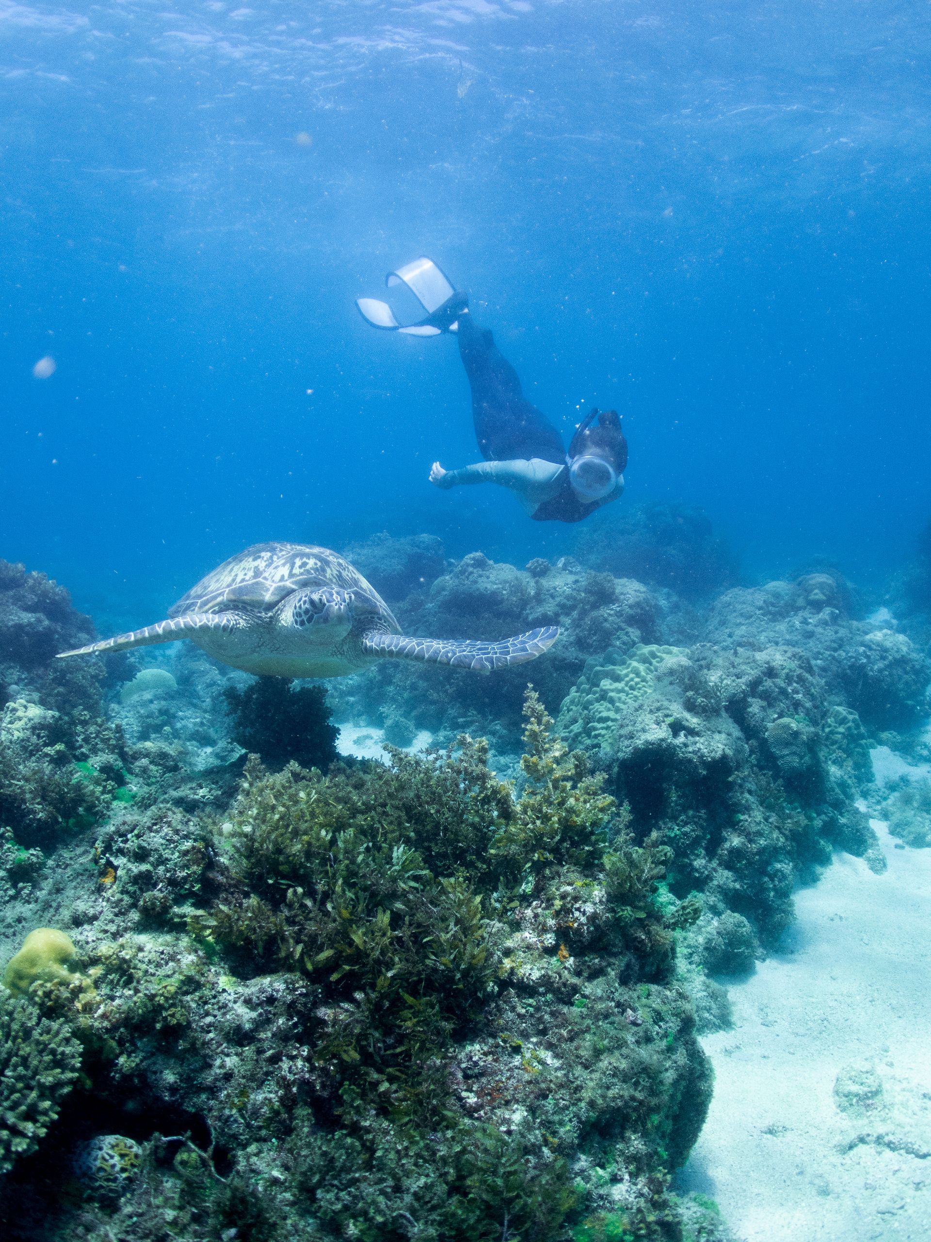 a person is swimming with a turtle in the ocean