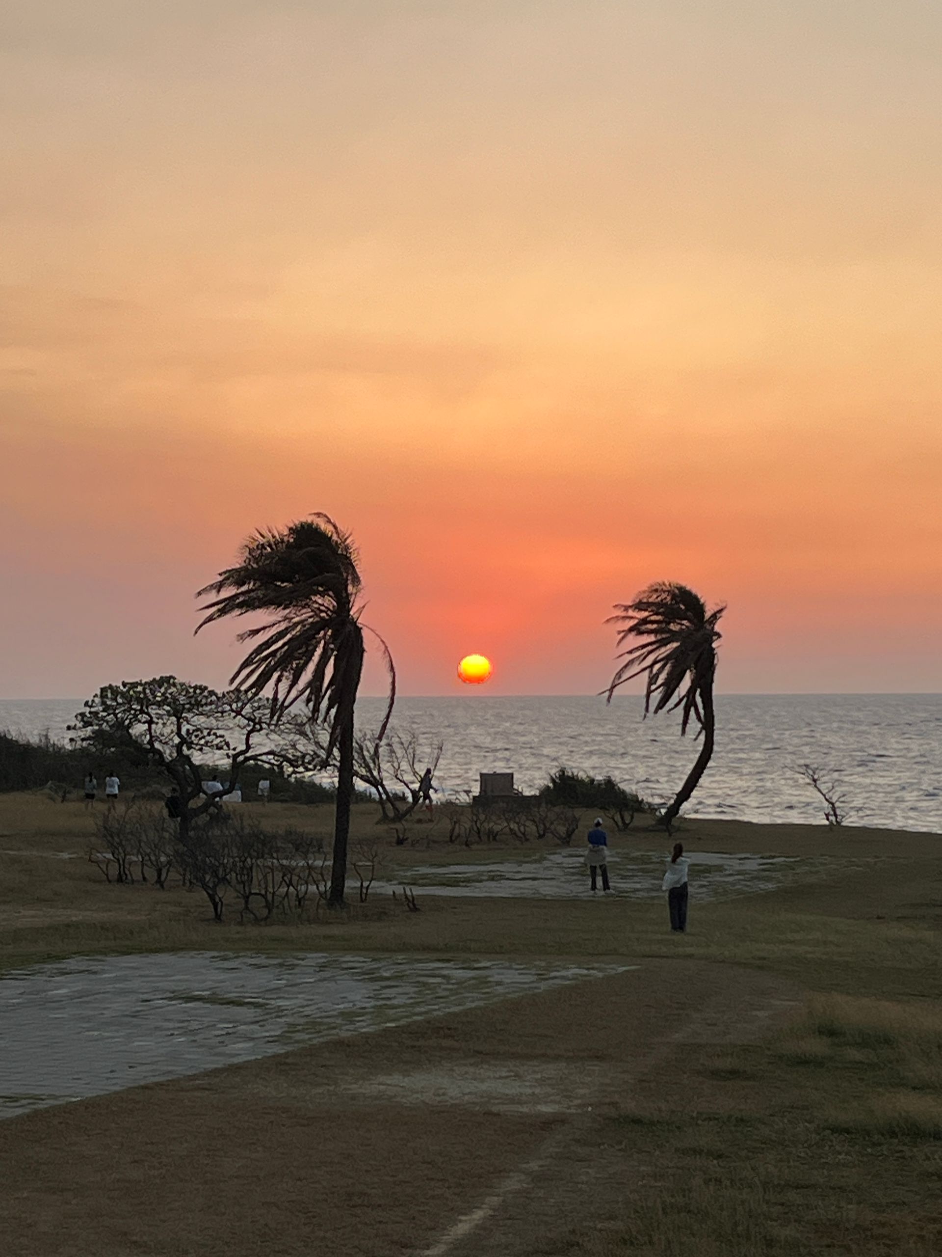 A sunset over the ocean with two palm trees blowing in the wind