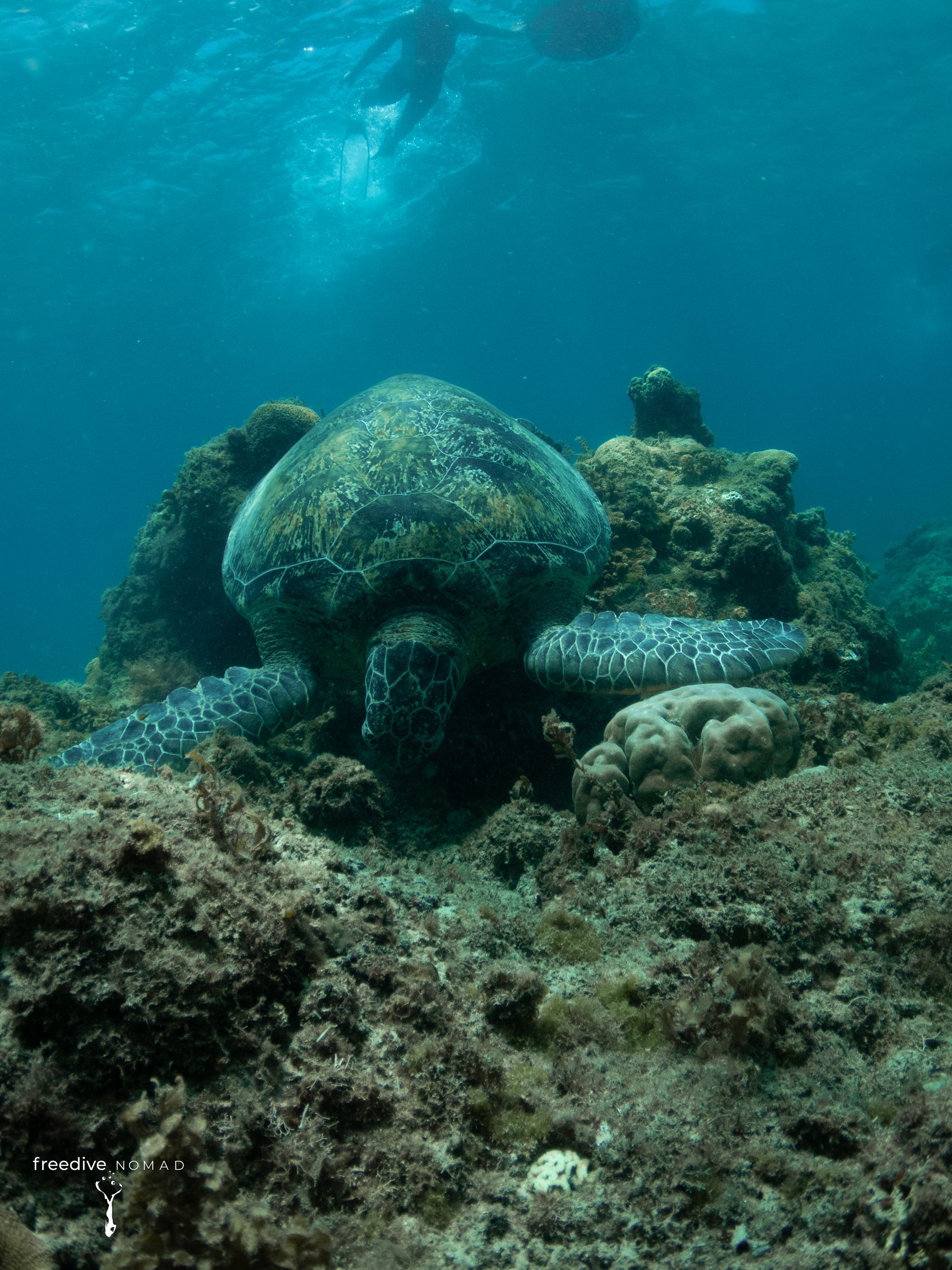 a person is swimming with a turtle in the ocean