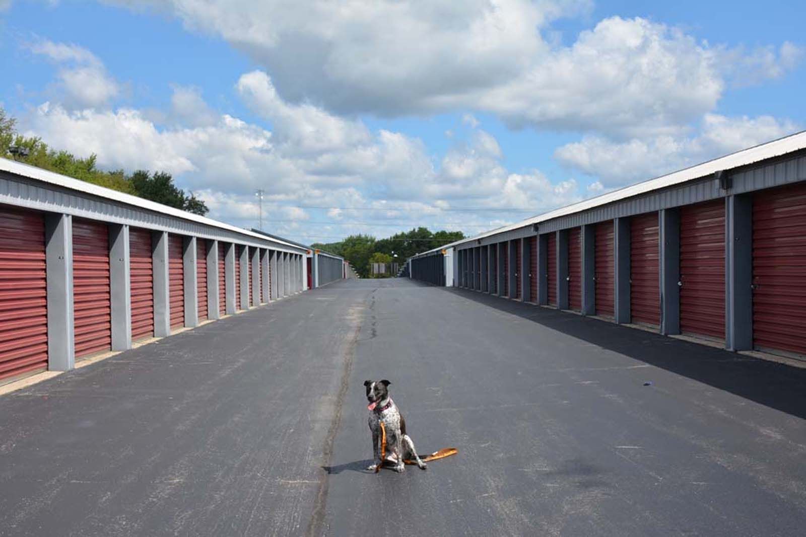 Small dog sitting in the middle of a long row of red storage units under a blue sky.